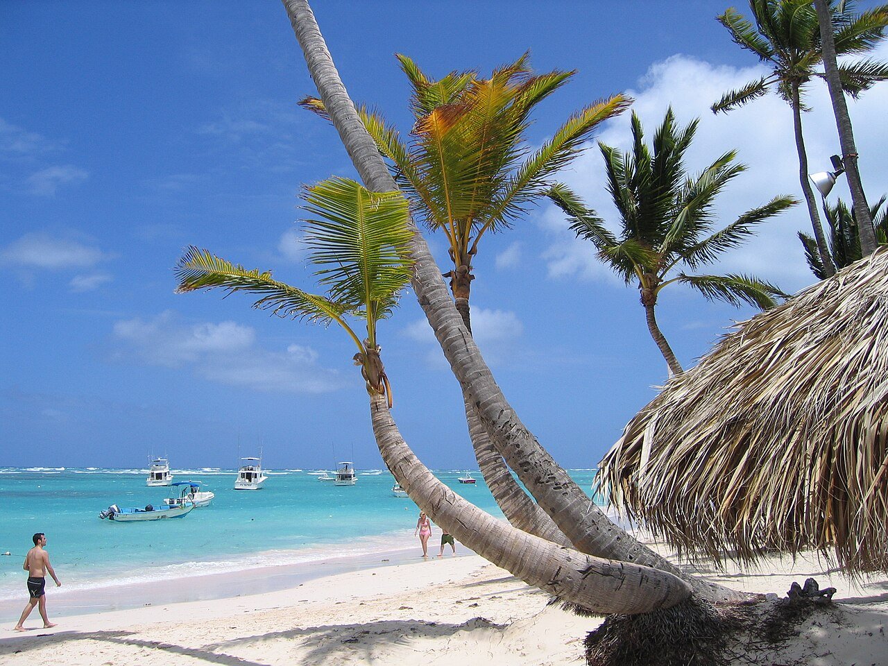 Curved coconut palm above Bávaro beach