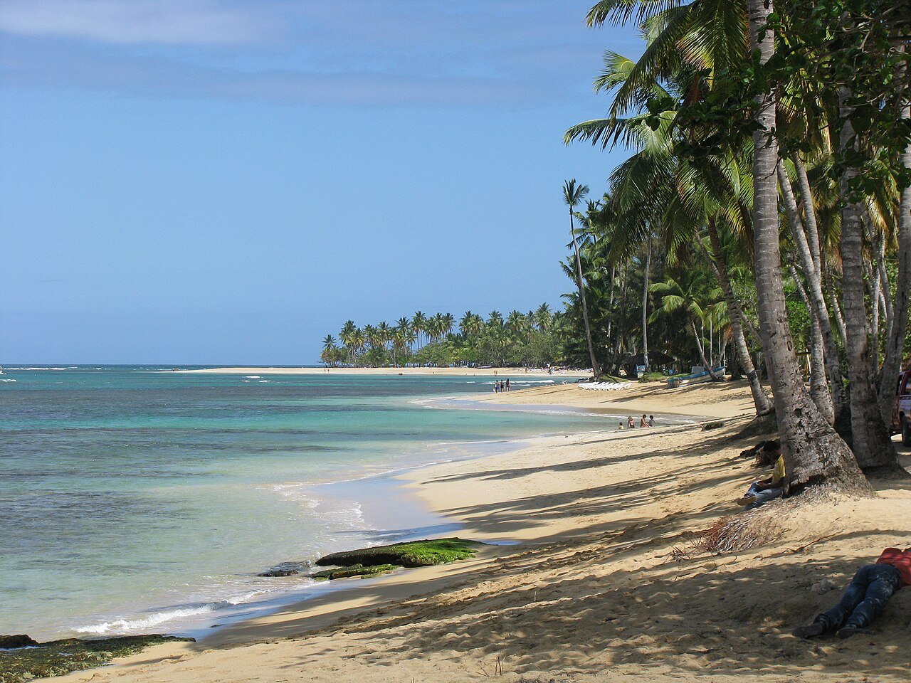 Coconut palms along the beach in Las Terrenas.